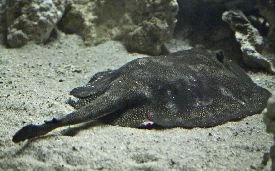 The Florida Aquarium